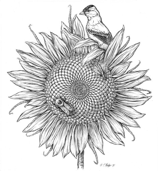 Подсолнух Графика