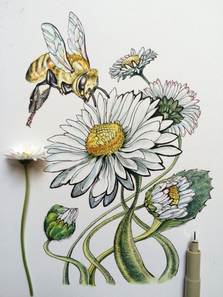 Ромашка карандашом