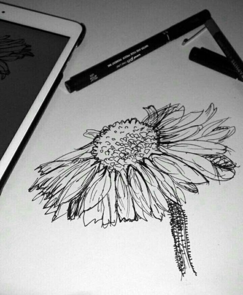 Цветы черной ручкой