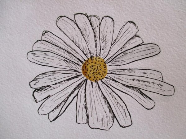 Ромашка скетч