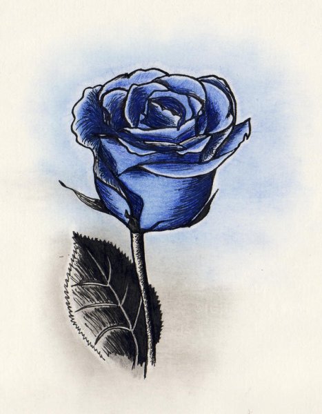 Роза шариковой ручкой
