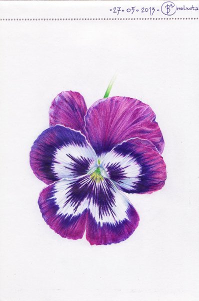 Цветные рисунки шариковой ручкой цветы