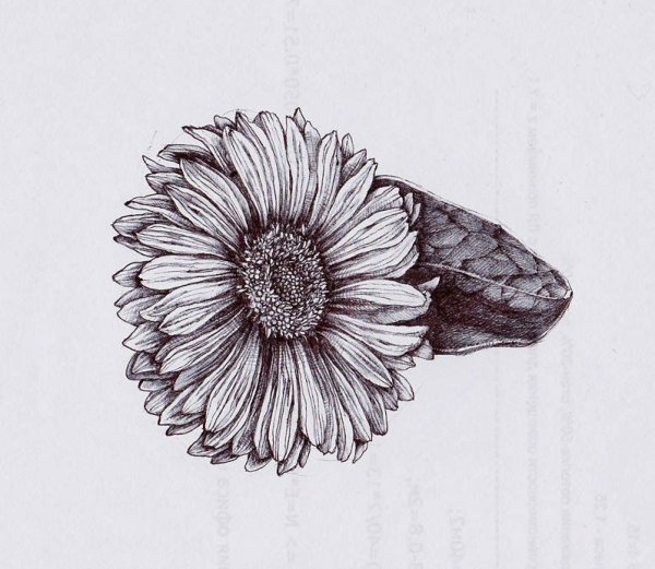 Графика цветы ручкой