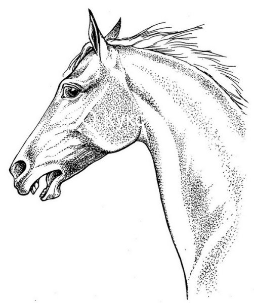 Лошадь гелевой ручкой