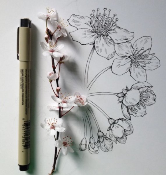 Сакура скетчинг маркерами