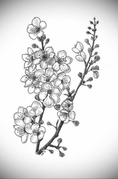 Цветы вишни эскиз