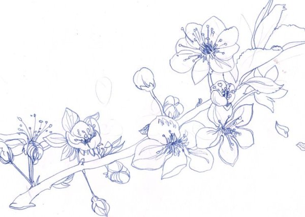 Цветы Сакуры карандашом