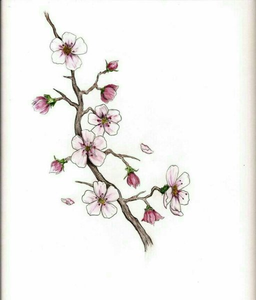 Ветка Сакуры эскиз