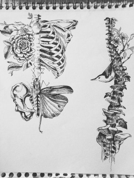 Череп рисунок