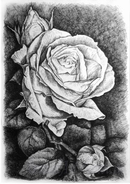 Графика карандашом