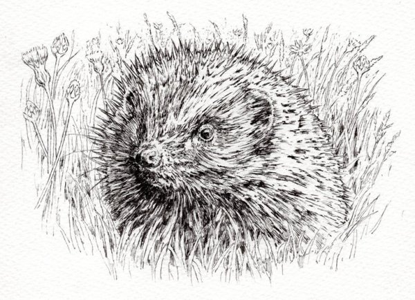 Еж простым карандашом