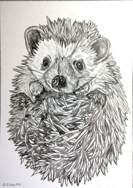 Зарисовка ежика