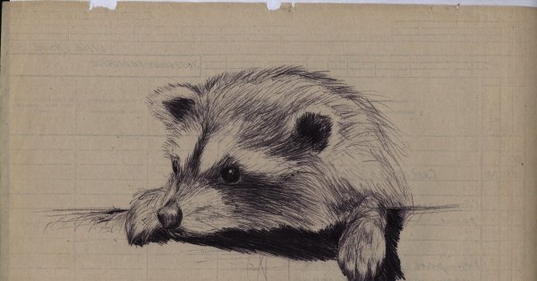 Енот рисунок ручкой