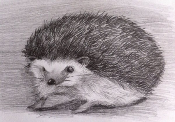 Ежик карандашом