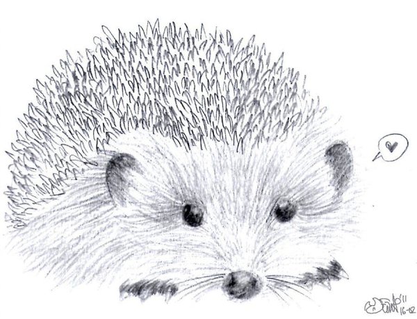 Рисунки Ёжика для срисовки