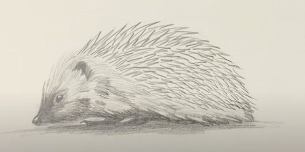 Еж карандашом