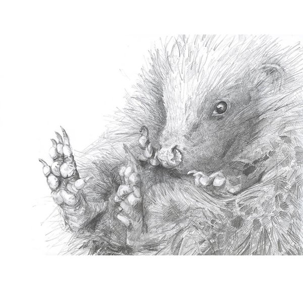 Защищается Ежик рисунки