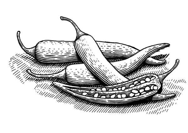 Специи гравюра