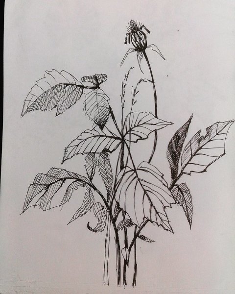 Пленэр Наброски растений