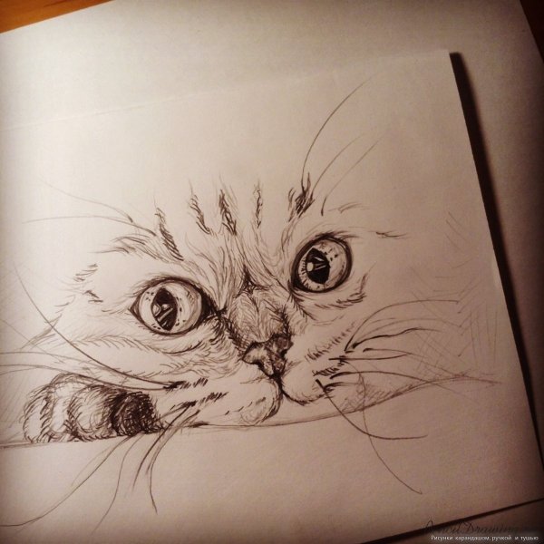 Рисунки обычным карандашом