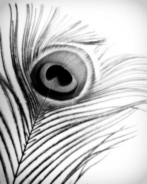 Перо павлина чёрно белые