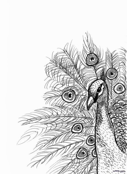 Перо павлина рисунок карандашом