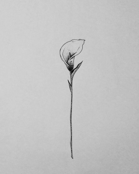 Тонкие цветы эскиз