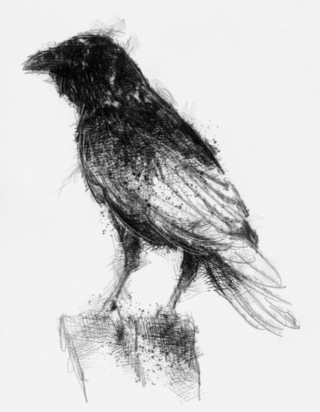 Ворона углем