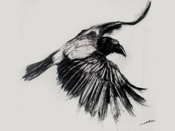 Ворон рисунок