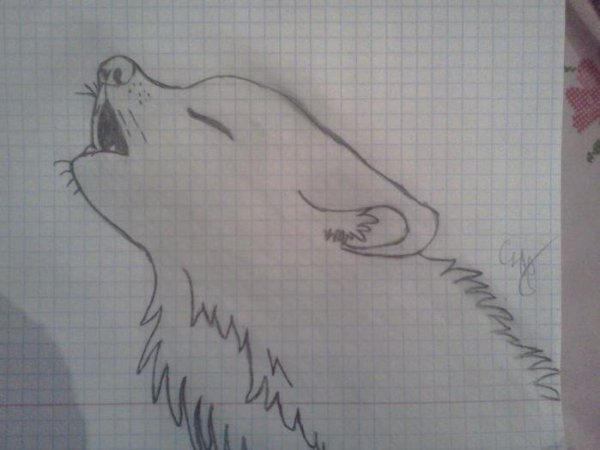 Рисунок волка карандашом на тетрадке