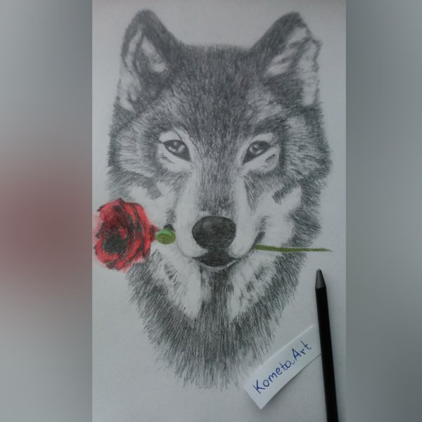 Волк с розами эскиз