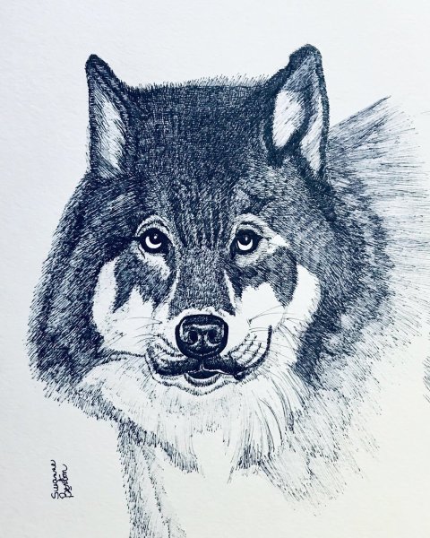 Серый волк рисунок карандашом