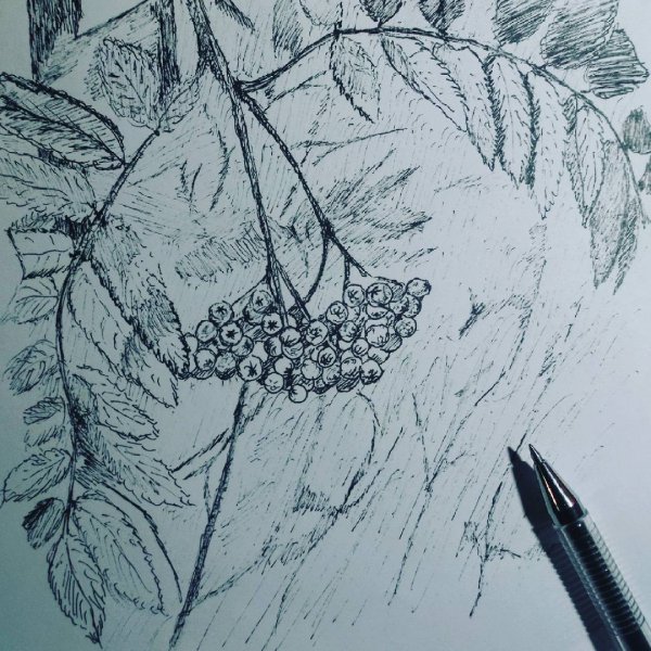 Зарисовки ручкой веточки