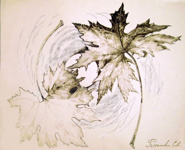 Кленовый лист в графике