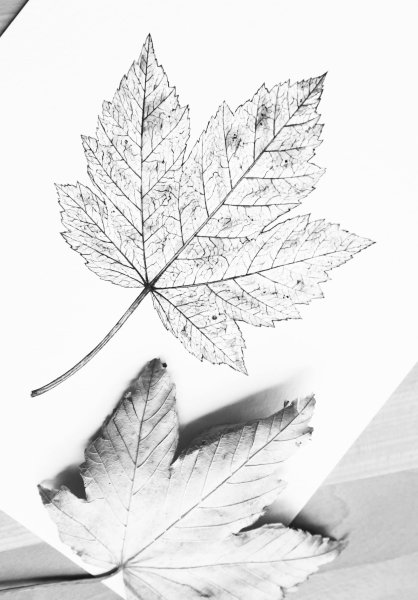 Кленовый лист черно белый