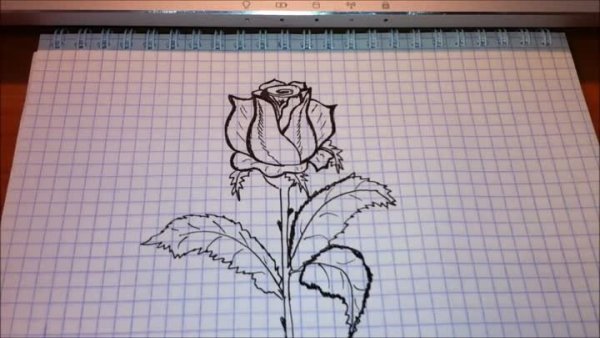 Цветы ручкой в тетради