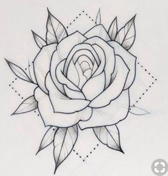 Контурная роза эскиз