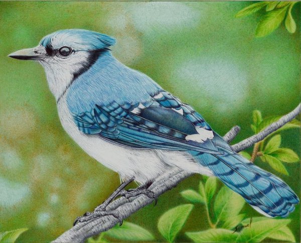 Художник-самоучка Самуэль Сильва