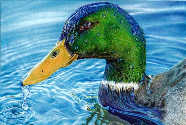 Рисунок шариковой ручкой