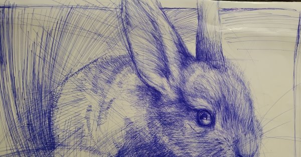 Кролик карандашом
