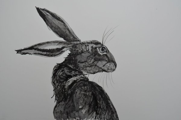 Кролик рисунок
