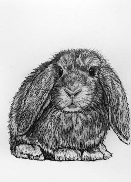 Кролик рисунок