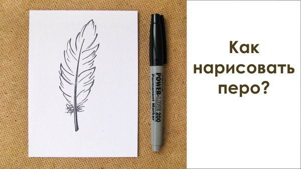 Перо рисунок простой