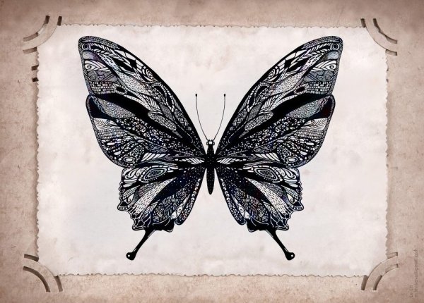 Бабочка в графике