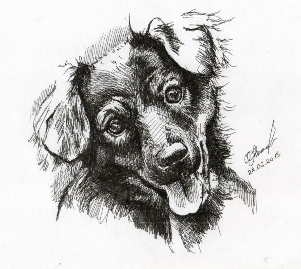 Собака Графика