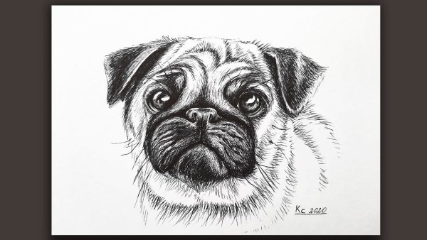Мопс рисунок