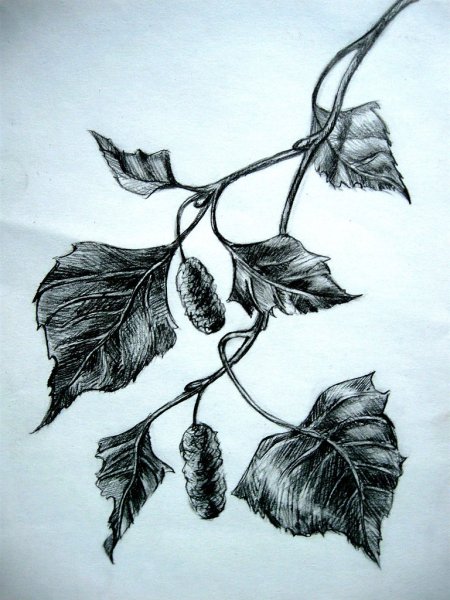Ветка набросок