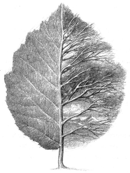 Листья карандашом