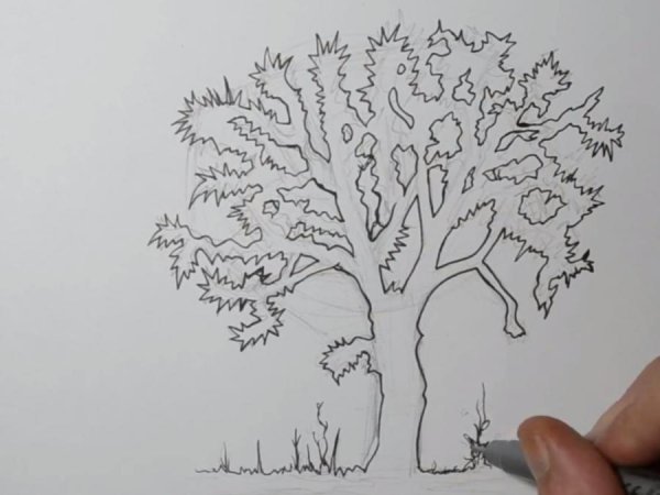 Набросок ветка гелевой ручкой