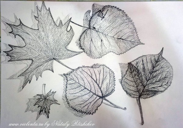 Дуб карандашом